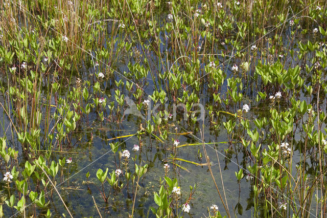 common buckbean (Menyanthes trifoliata)