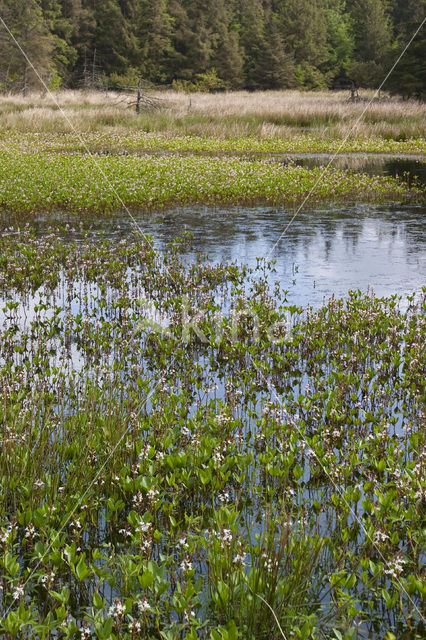 Waterdrieblad