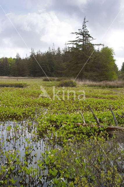 common buckbean (Menyanthes trifoliata)