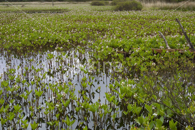 common buckbean (Menyanthes trifoliata)