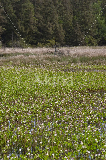 common buckbean (Menyanthes trifoliata)