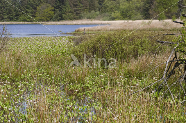 common buckbean (Menyanthes trifoliata)