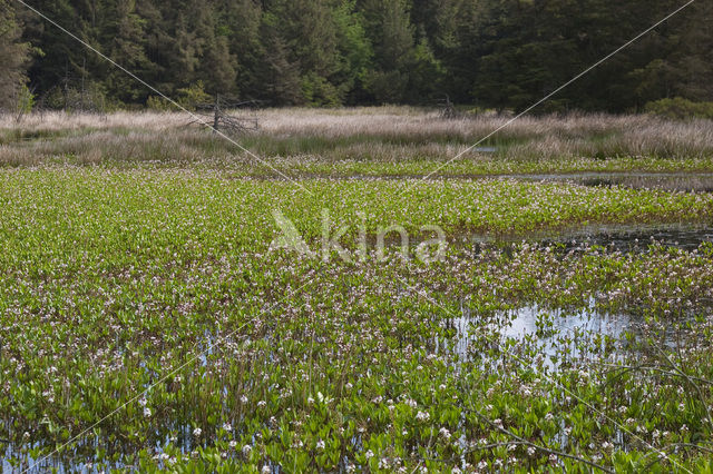 common buckbean (Menyanthes trifoliata)