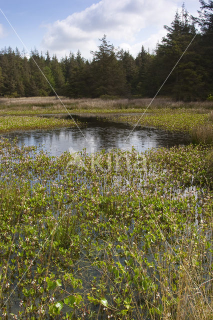 Waterdrieblad