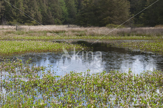 Waterdrieblad