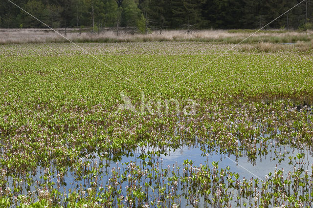 common buckbean (Menyanthes trifoliata)