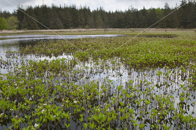 Waterdrieblad