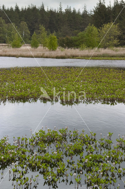 common buckbean (Menyanthes trifoliata)