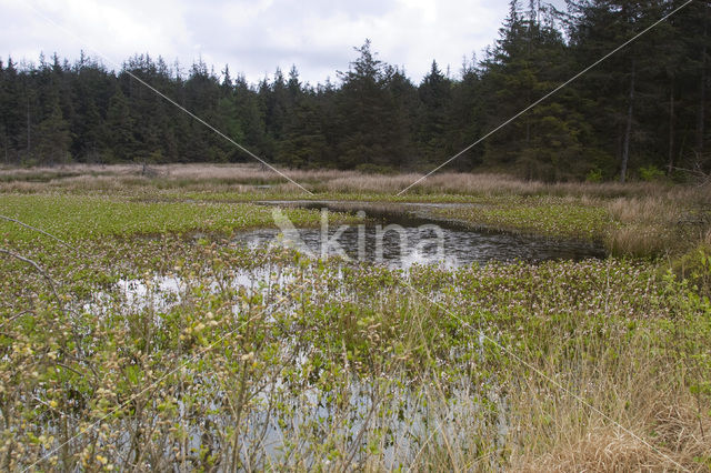 Waterdrieblad