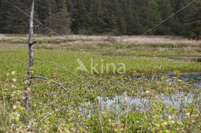 common buckbean (Menyanthes trifoliata)