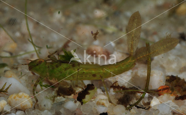 Damselfly (Coenagrion sp.)