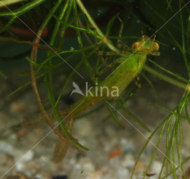 Waterjuffer (Coenagrion sp.)