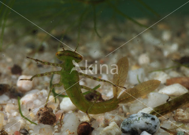 Damselfly (Coenagrion sp.)