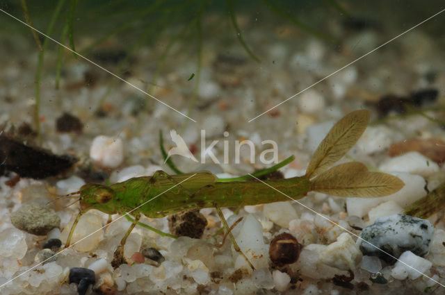 Damselfly (Coenagrion sp.)