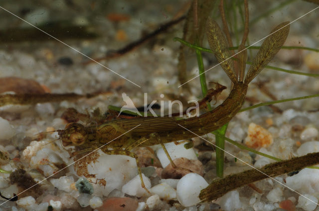 Waterjuffer (Coenagrion sp.)