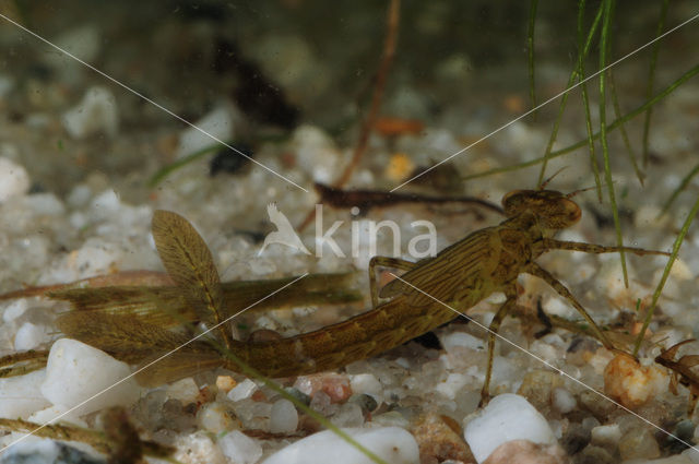 Damselfly (Coenagrion sp.)