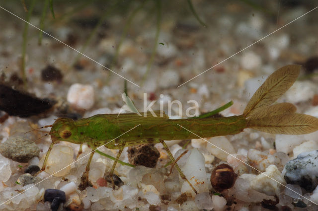 Damselfly (Coenagrion sp.)