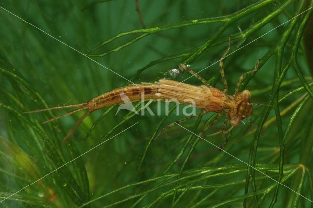 Waterjuffer (Coenagrion sp.)