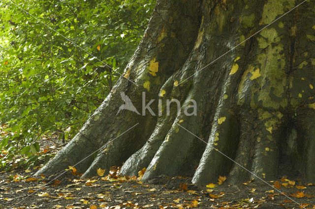 Westerse Plataan (Platanus occidentalis)