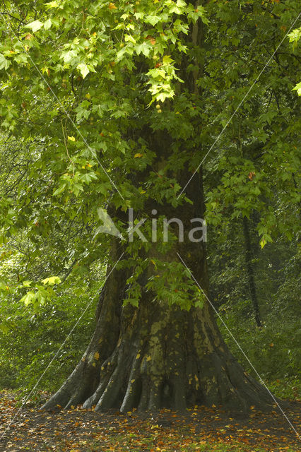 Westerse Plataan (Platanus occidentalis)