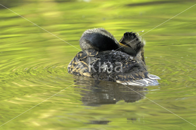 Wilde Eend (Anas platyrhynchos)