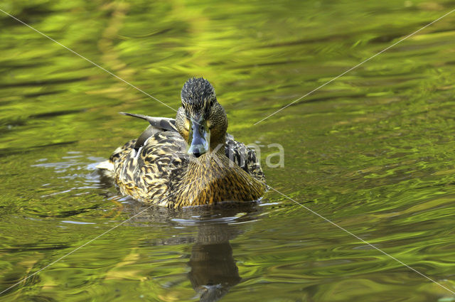 Mallard