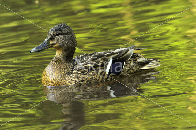 Mallard