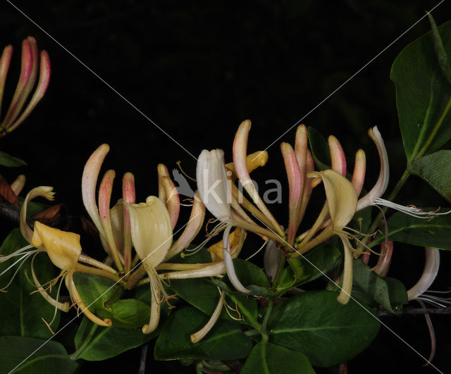 Honeysuckle (Lonicera periclymenum)