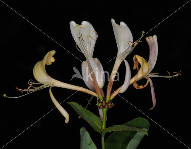Honeysuckle (Lonicera periclymenum)