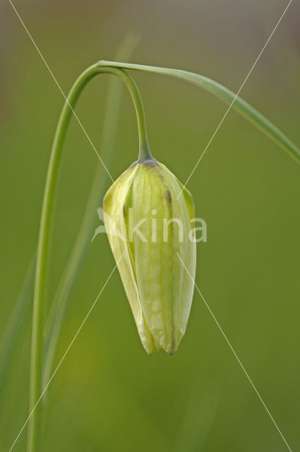 Wilde kievitsbloem (Fritillaria meleagris)