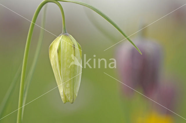 Wilde kievitsbloem (Fritillaria meleagris)