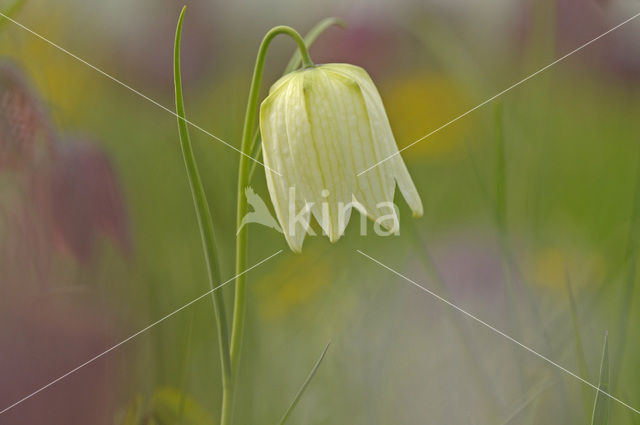 Wilde kievitsbloem (Fritillaria meleagris)