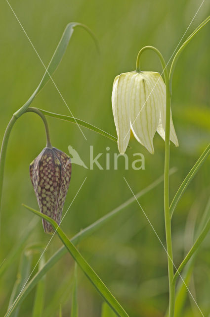 Wilde kievitsbloem (Fritillaria meleagris)