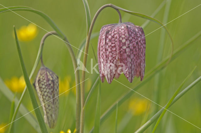 Wilde kievitsbloem (Fritillaria meleagris)