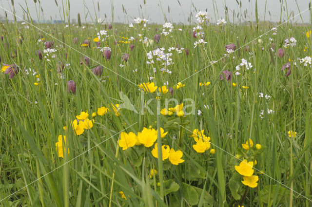 Wilde kievitsbloem (Fritillaria meleagris)