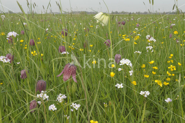 Wilde kievitsbloem (Fritillaria meleagris)