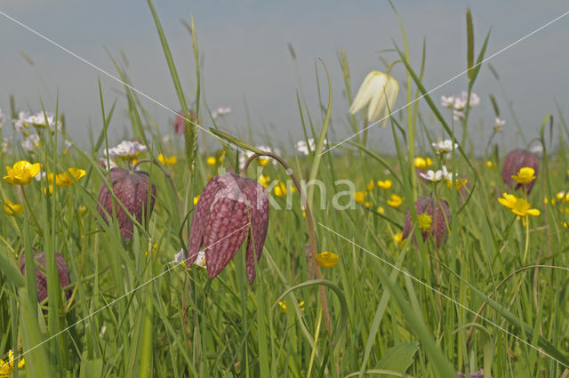 Wilde kievitsbloem (Fritillaria meleagris)