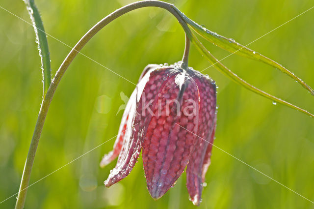 Wilde kievitsbloem (Fritillaria meleagris)