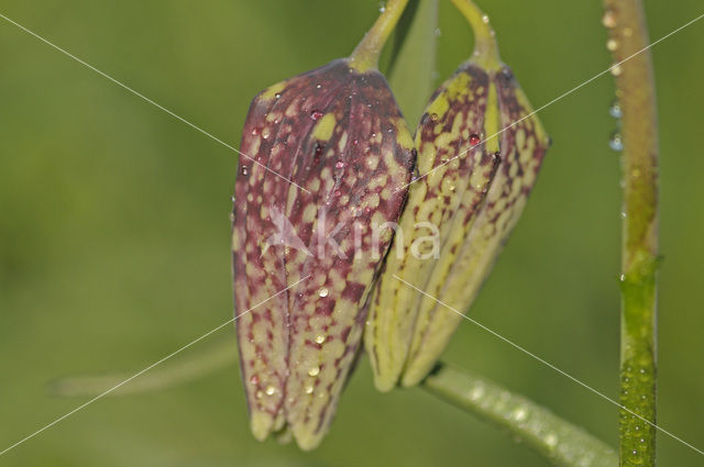 Wilde kievitsbloem (Fritillaria meleagris)