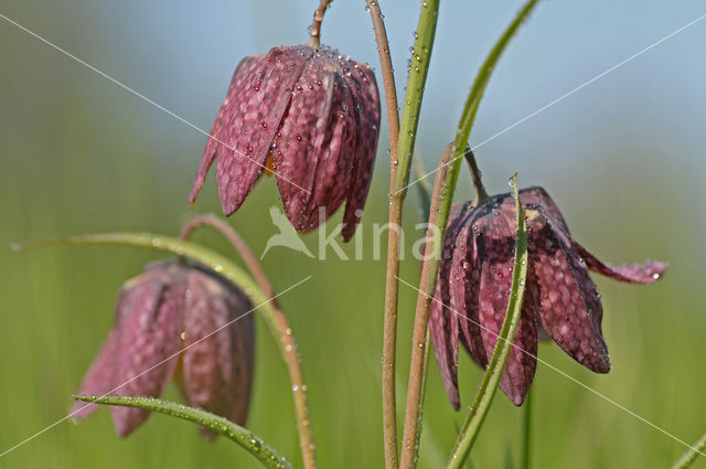 Wilde kievitsbloem (Fritillaria meleagris)