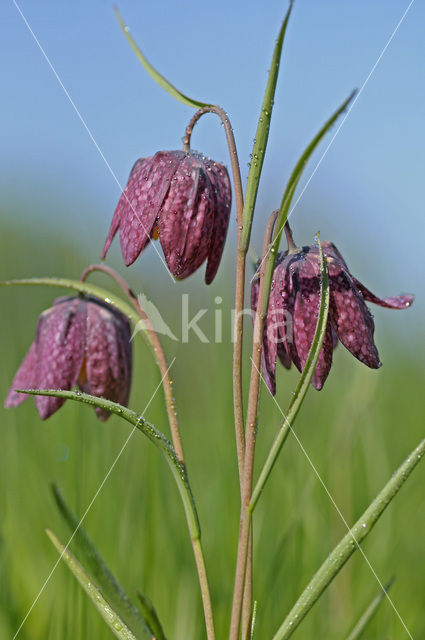 Wilde kievitsbloem (Fritillaria meleagris)