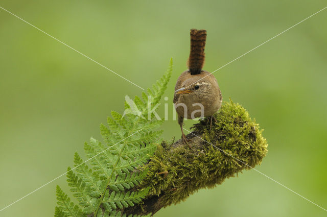 Winterkoning (Troglodytes troglodytes)