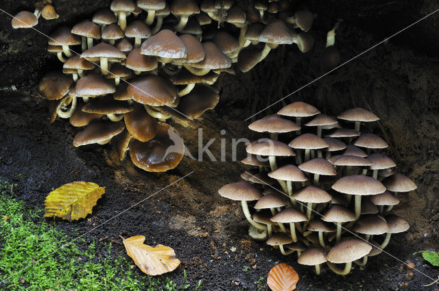 Common stump Brittlestem (Psathyrella piluliformis)