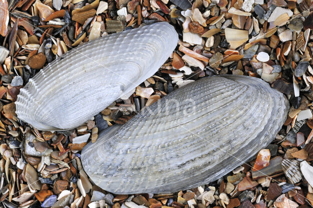 Witte boormossel (Barnea candida)