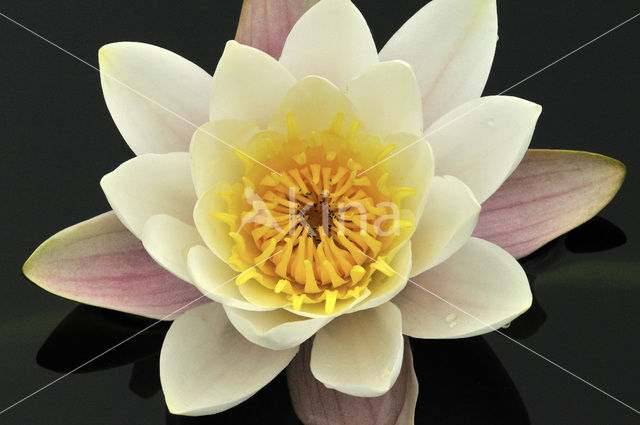 White Waterlily (Nymphaea alba)