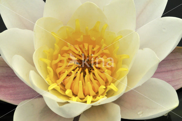 Witte waterlelie (Nymphaea alba)