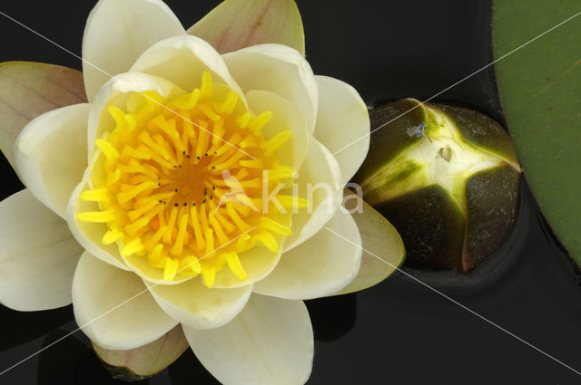 Witte waterlelie (Nymphaea alba)