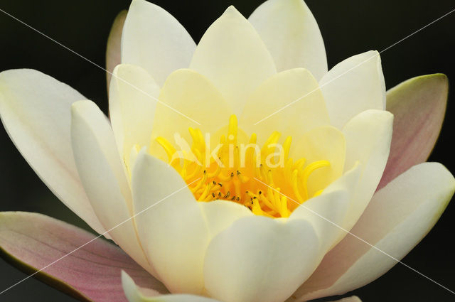 Witte waterlelie (Nymphaea alba)