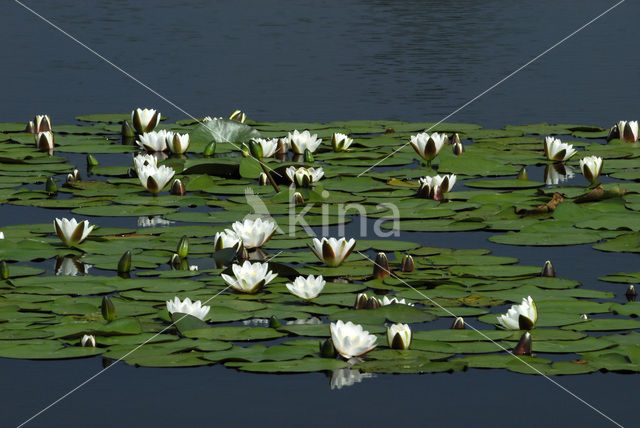 White Waterlily (Nymphaea alba)