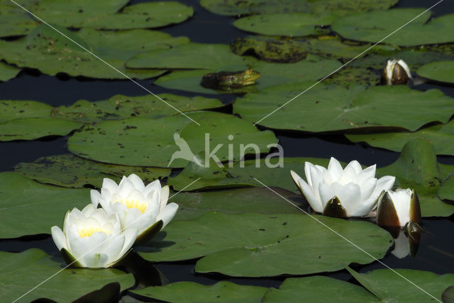 Witte waterlelie (Nymphaea alba)